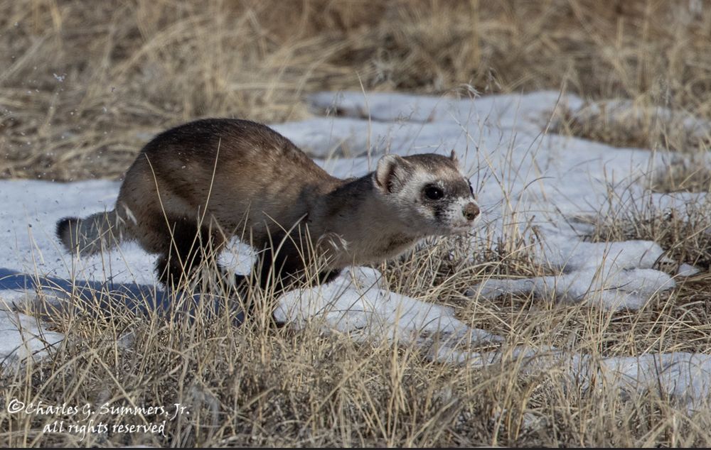 Picture of a ferret running in the snow