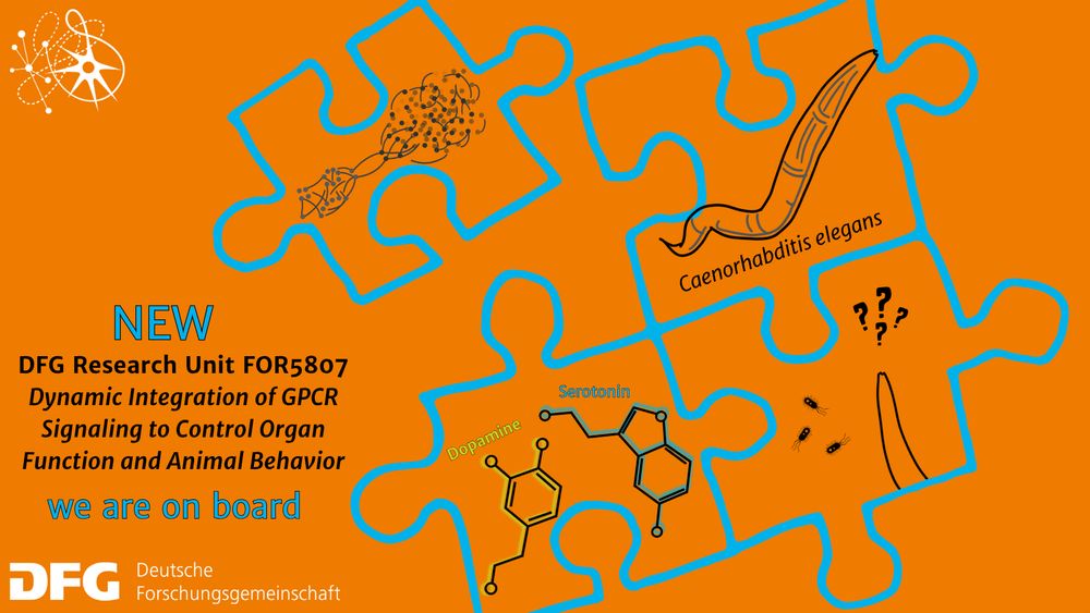 Ilustration for FOR5807 showing sketches of c. elegans and its neuronal networks and molecular form of serotonin and dopamin  