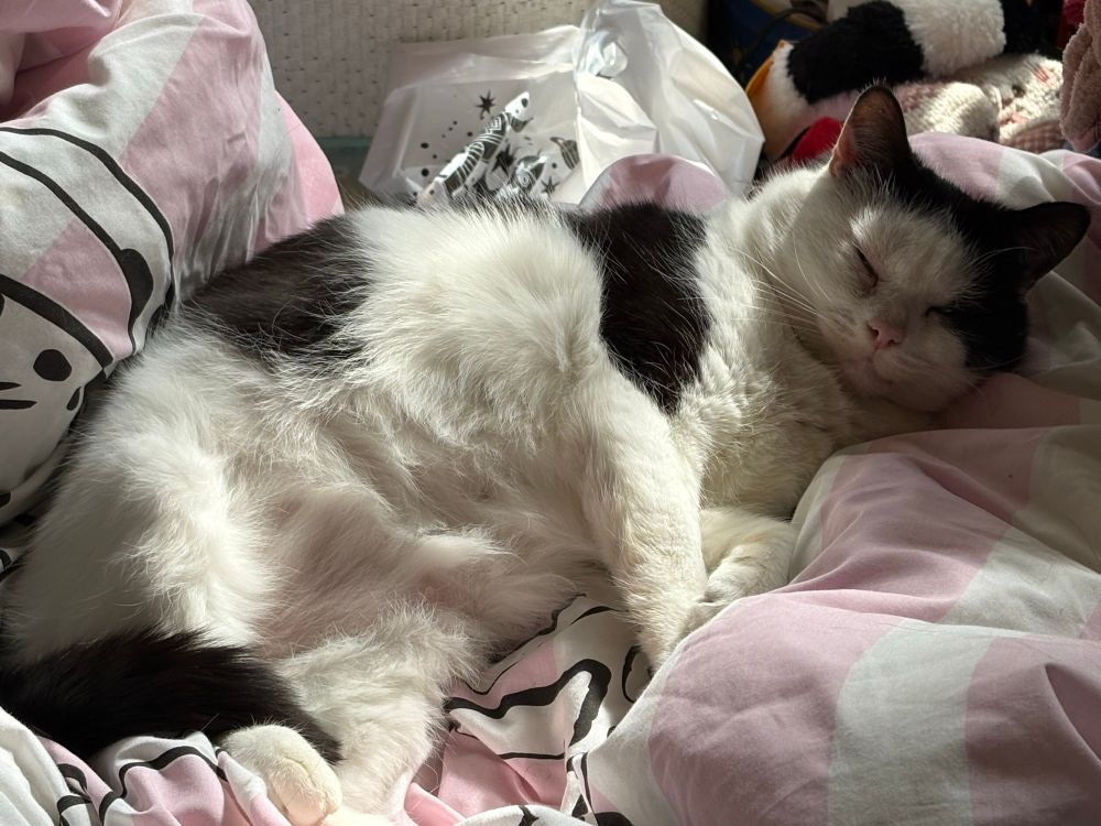 Black and white cat snuggled up in bed 
