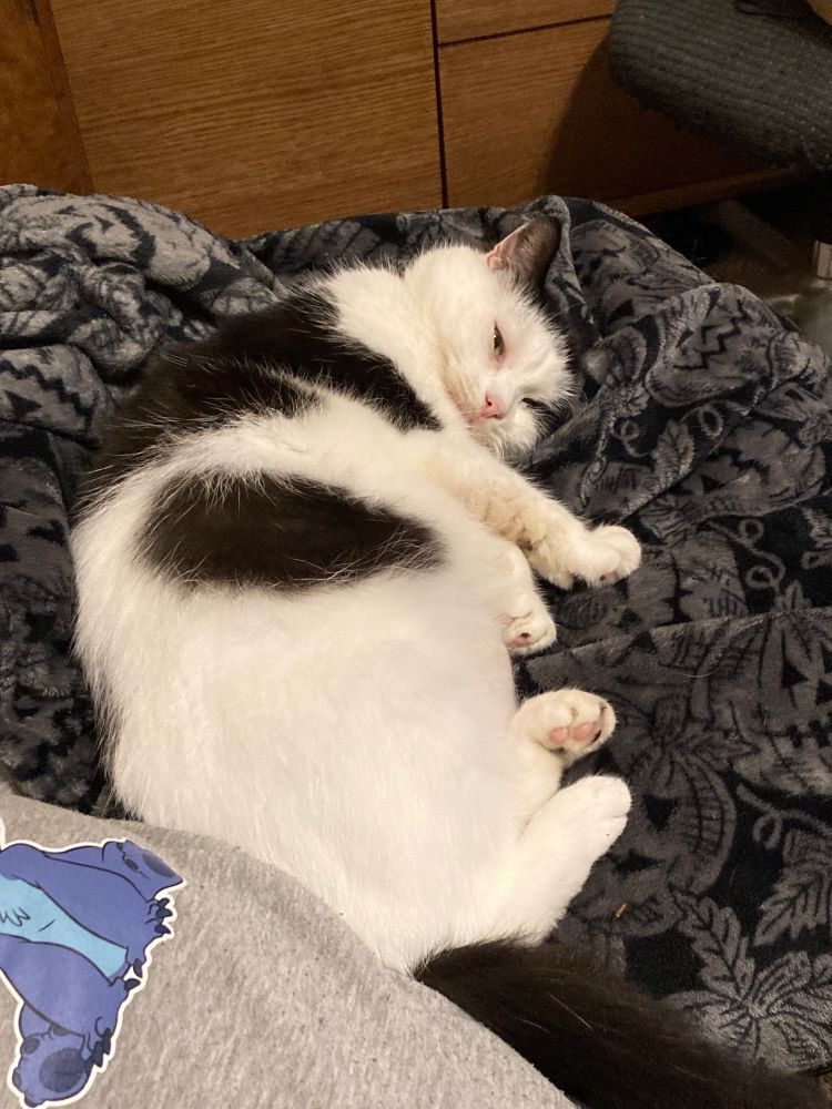 Crowley cat flopped out on a blanket his momma laid out for herself