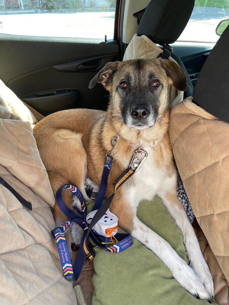 A red dog with a black snoot and white chest enjoys being in the back of a car with pillows and blankets just for her. She has a safety buckle on to make sure she can ride safely.