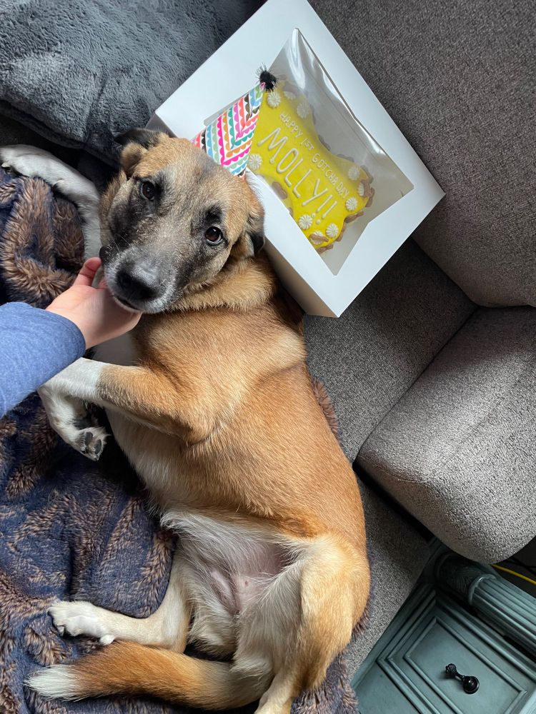 A large red dog with a black snoot and white socks asks for belly pets. She is wearing a multicolor party hat and one of her moms is scratching her chin. She’s on her favorite soft blue blanket. Next to her is a yellow peanut butter cake shaped like a bone that says “happy first gotcha day Molly!!”