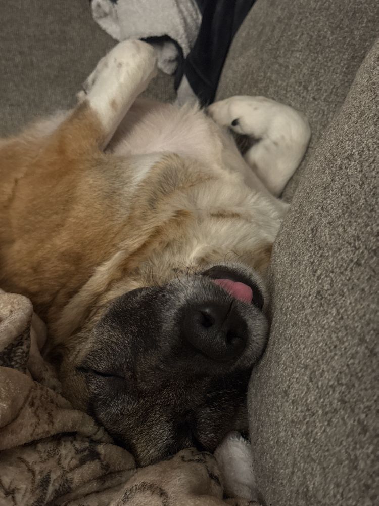 Molly, a large red and black dog, snoozes with her tongue lolling
