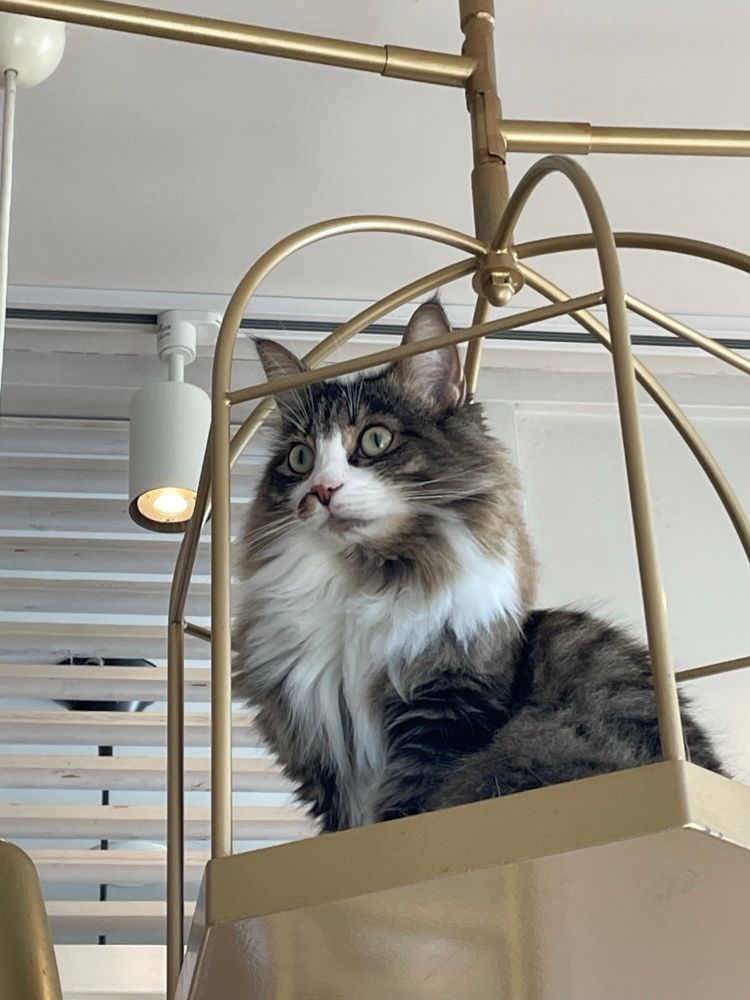 “Who me?!?” Super floofy grey and white kitty sitting in a bird cage like perch. 