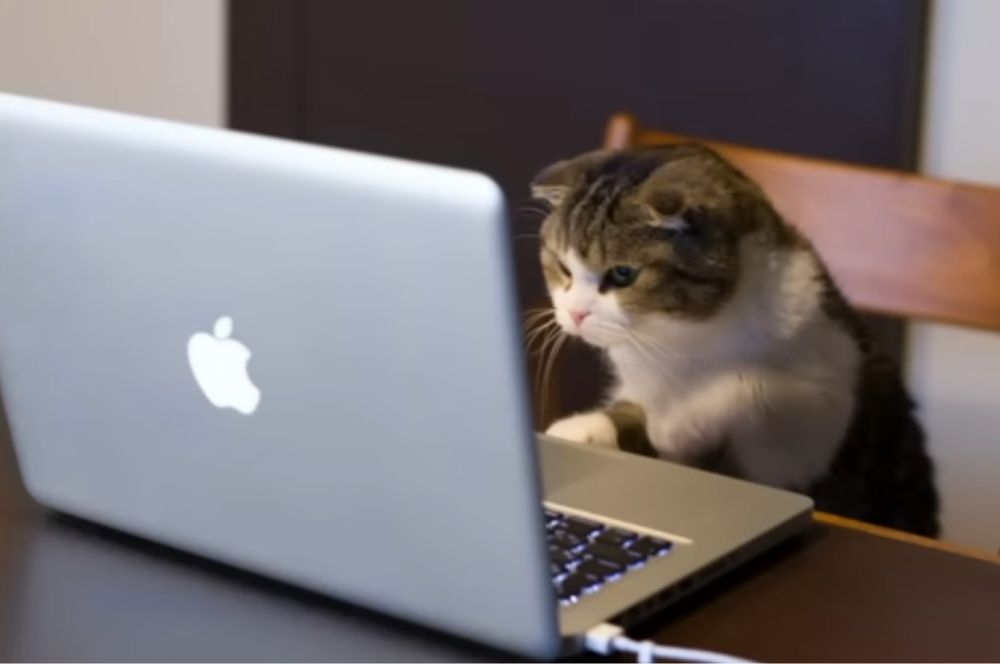a picture of a cat in front of an Apple computer while likely standing on a chair (their hind legs aren’t visible) looking as if they’re about to type