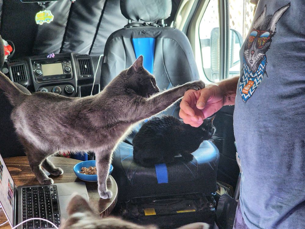 A grey cat stands on a table and gives his human a fist bump (paw pound?). It’s adorable and happens all the time in our vanlife close quarters.