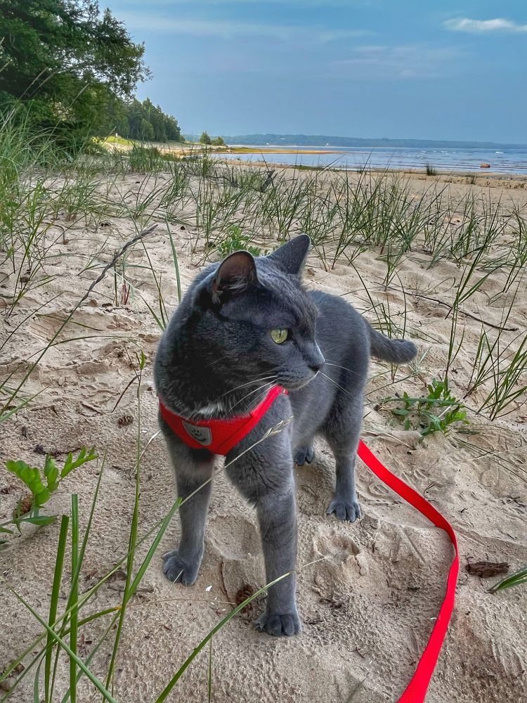 A grey cat, wearing a bright red harness and leash, stands on a sandy shore and looks out at Lake Michigan.