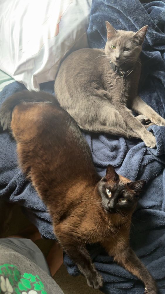 A Siamese and a grey cat laying side by side 