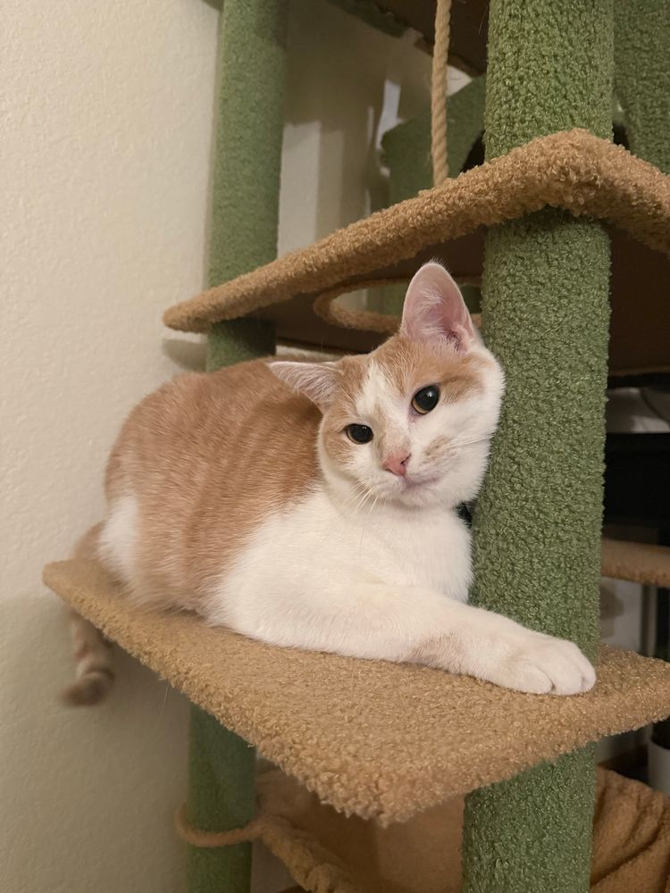 A larger orange and white tabby cat with its head pressed against a green pole on a cat tree. 
