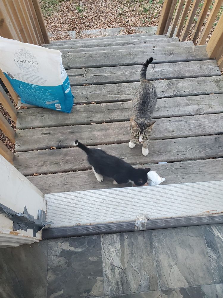 Picture of 2 cats at the back door one black and white, fluffy kitten and a larger tabby cat who is momma.