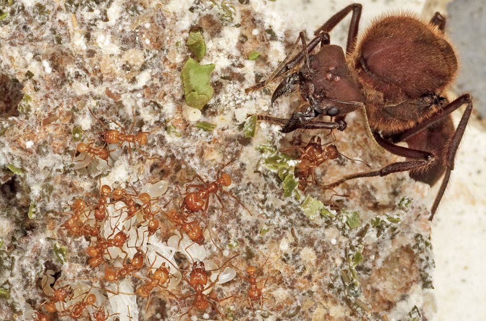 Asteroid impact may have turned ants into fungus farmers 66 million years ago