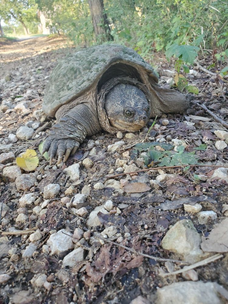 Just a big leathery turtle who could absolutely take a finger off of me if I let him.  He's got big claws on his little flippers too. 