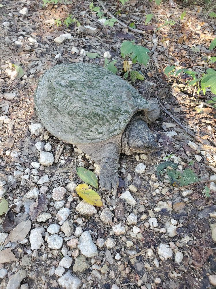 Just another shot of the same lil guy 