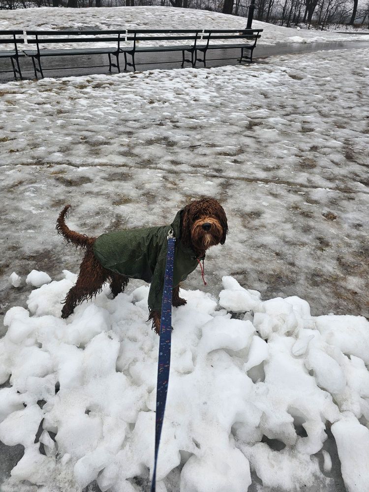 Wet Cavapoo in Central Park 
