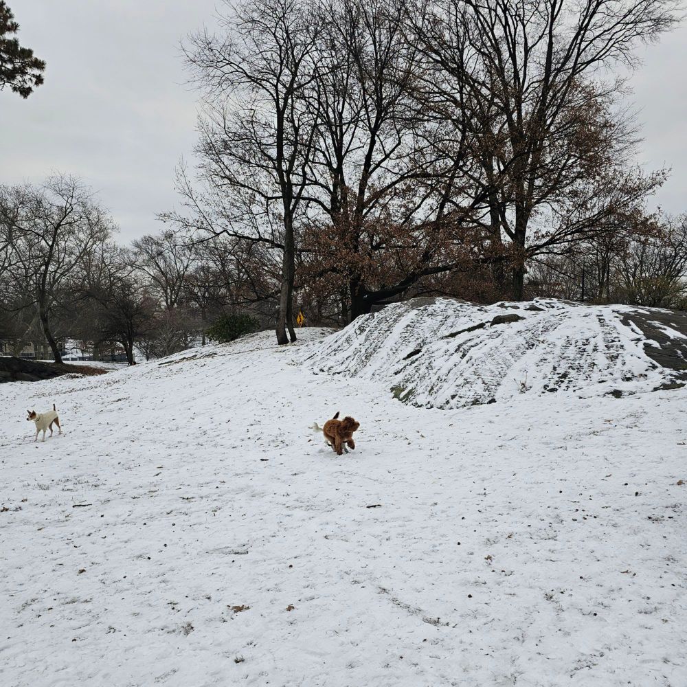 Cavapoo puppy running in the snow
