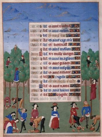 A full page from a medieval manuscript. On either side of the text are tall trees with people visibly picking fruit high up among the leaves. One woman is somehow pulling herself up the straight trunk. The fruit, apples perhaps, appear to be tossed down to the labourers below who are putting them in baskets. One woman has her hand in front of her face. Either she is eating or she has been hit on the nose with some fruit as it came down from the tree.