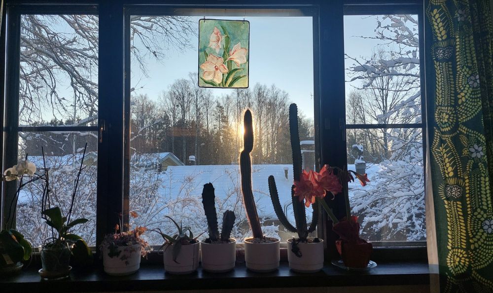 Window with plants and sun