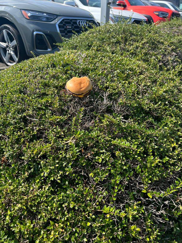 Burgerbush
