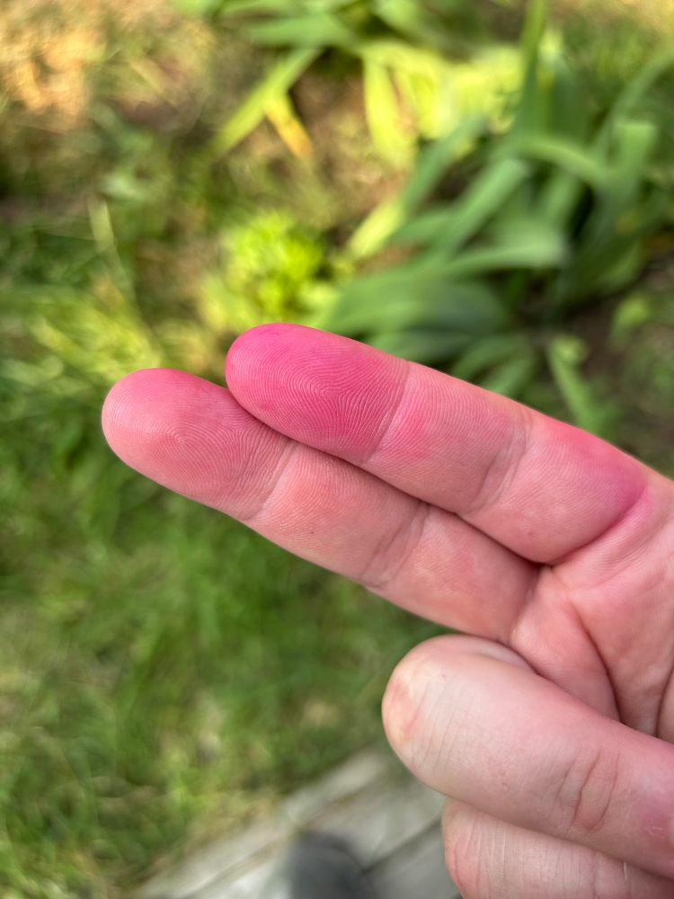 photo of my pointer and middle fingers stained pink