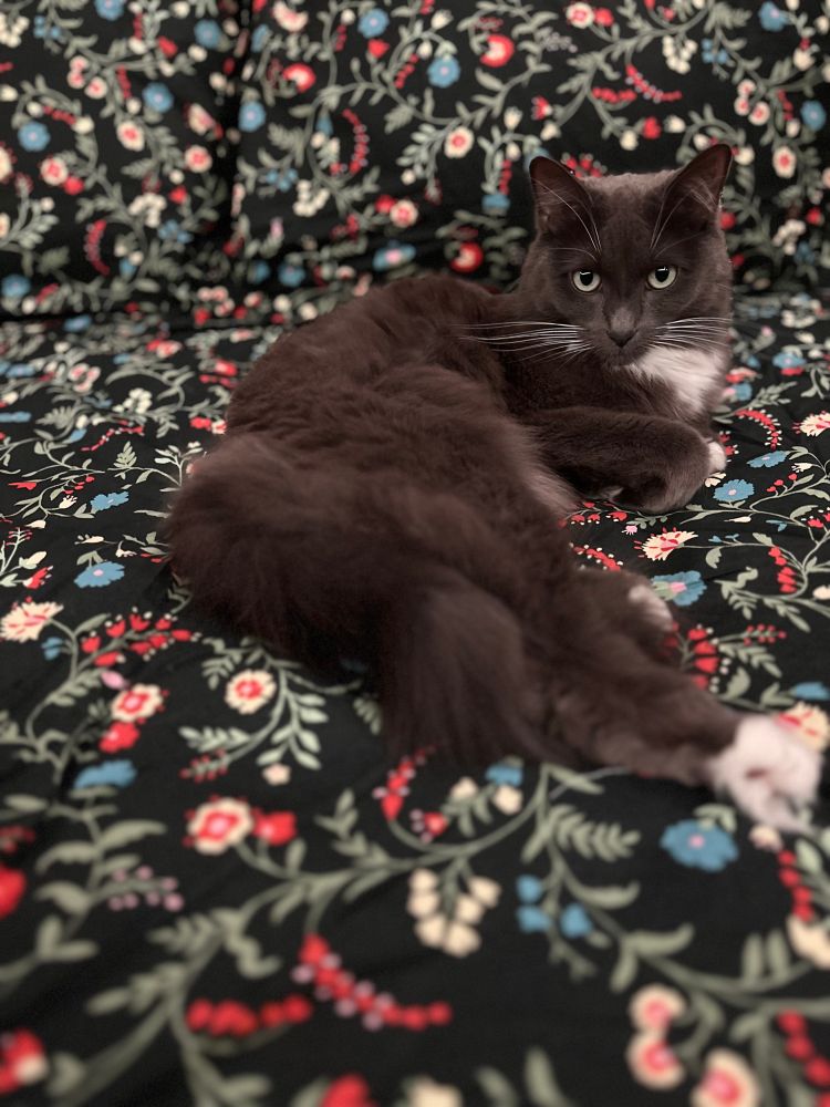a grey cat with white features on her toes and chest lays on a blanket that has florals. 