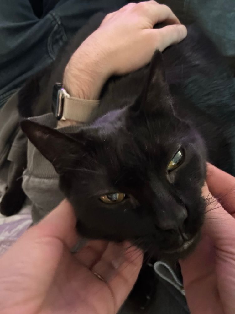 black cat being held in lap with one arm stretching over her, while she receives chin scratches with both hands from another human. her expression is of contentment and a hint of superiority. the arm holding her is wearing a watch with a pink-white watchband
