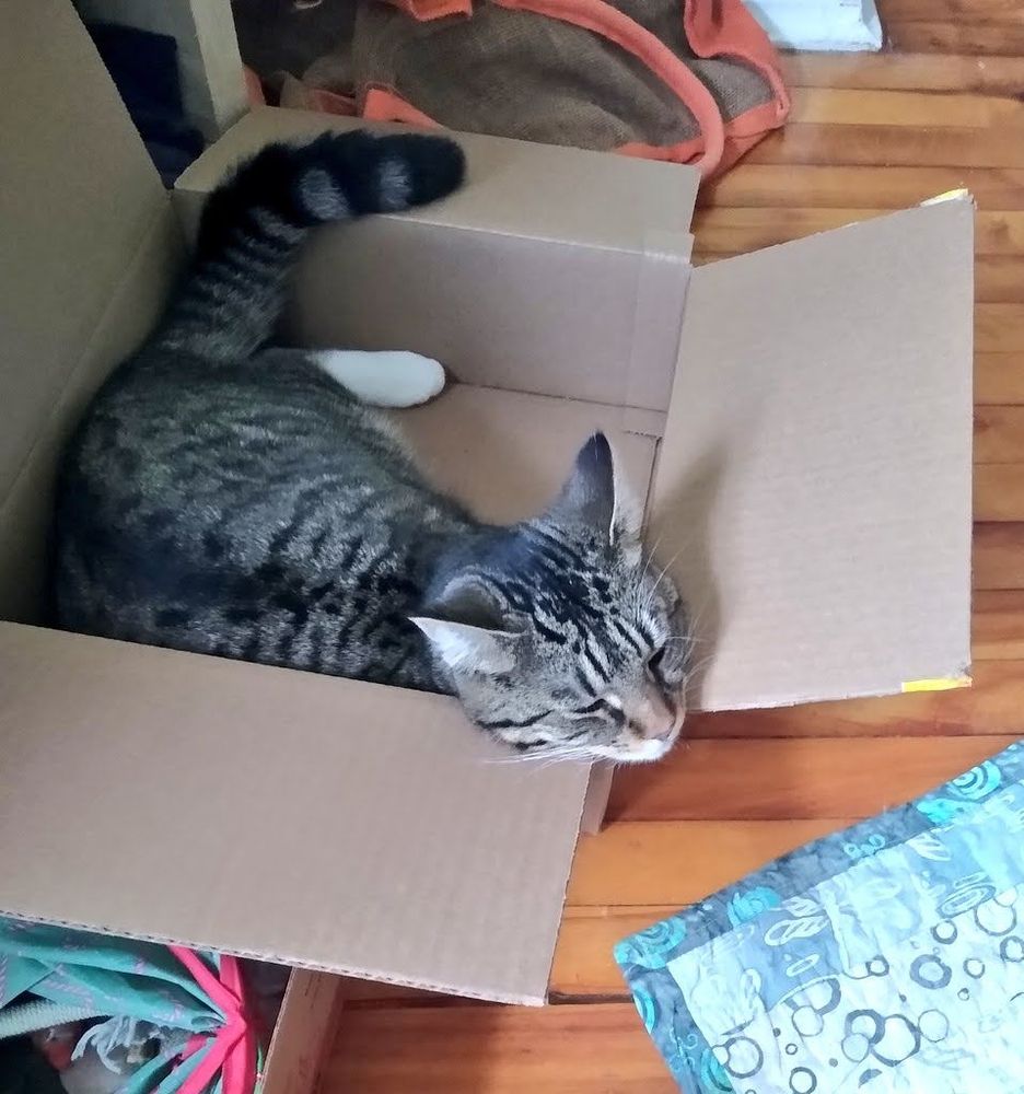 A mackerel tabby in a box, one white sock back paw visible, tail resting on a box flap, chin resting on the opposite corner

