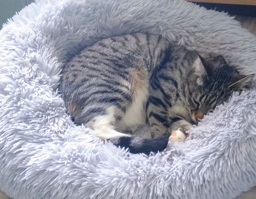 A small tabby cat with white belly and socks curled up, sleeping in a grey fluffy cat bed
