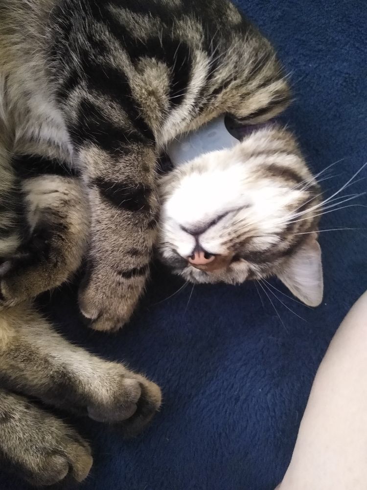 A tabby cat, 4 paws and a little upside down face, pink nose foremost, whiskers akimbo, sleeping. 
