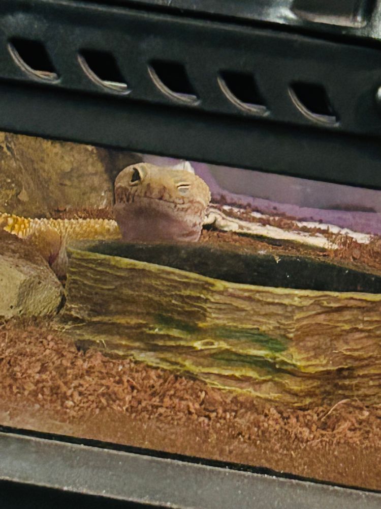 The picture shows a leopard gecko, Named Lemon basking inside her enclosure. She is partially hidden behind a piece of wood and is looking directly at the camera and winking. The enclosure has a dark background and some rocks and other decorations inside.
