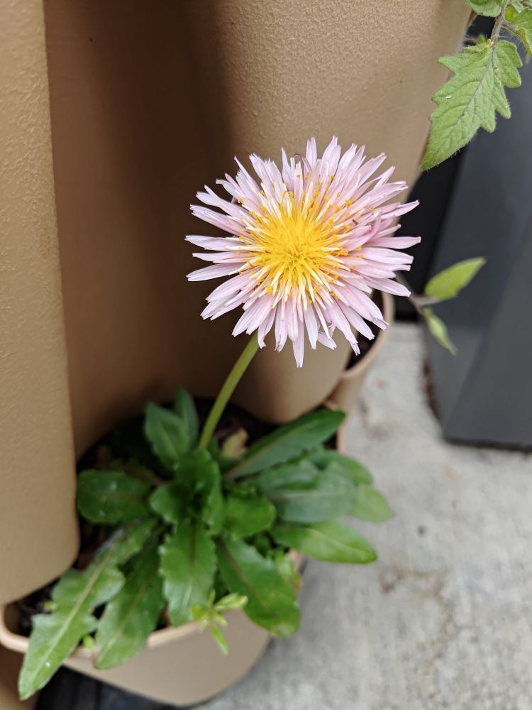A dandelion growing out of the side of a planter, but it's a pale pink with a yellow center