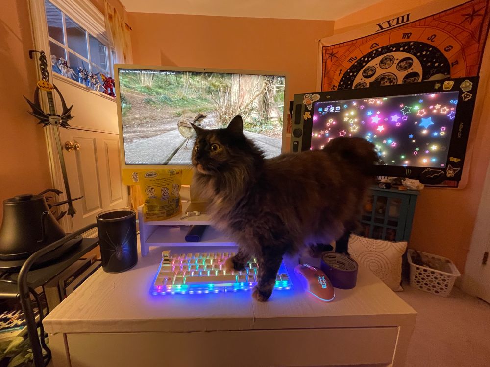 bijou (fluffy and confused)