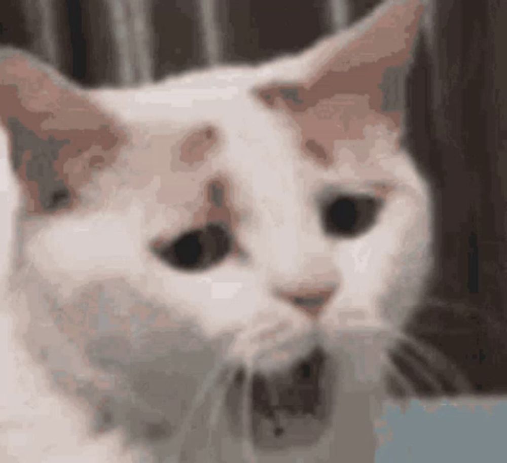 a close up of a cat 's face with a blurred background