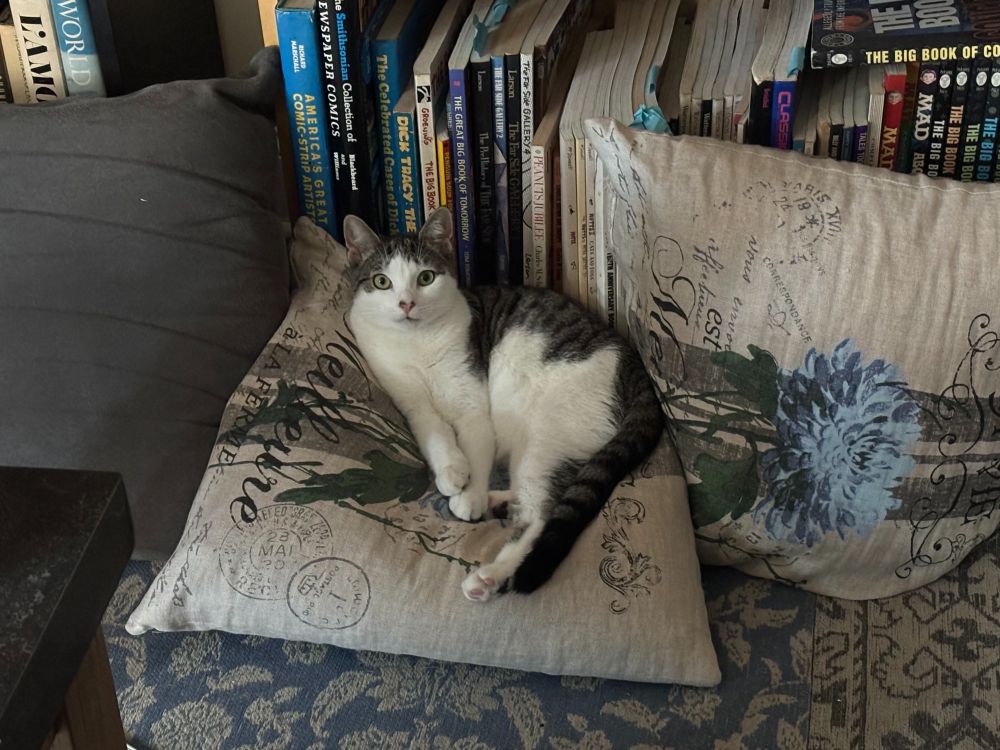 A bicolored cat resting on a fluffy pillow in front of books