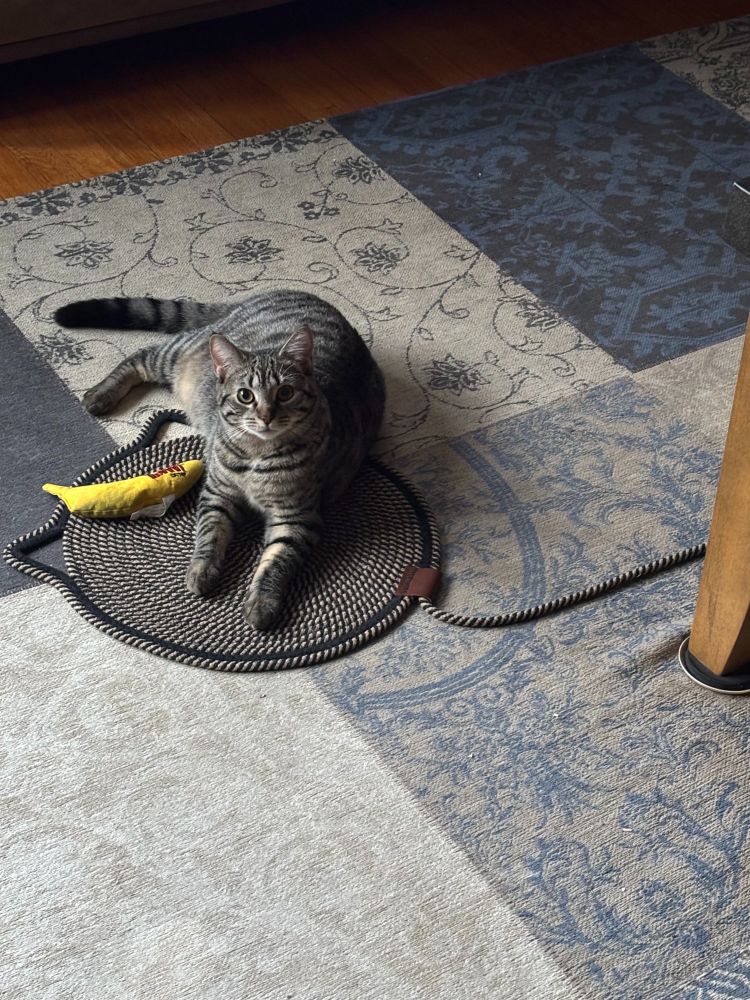 A tabby cat on a circular pad with a toy 