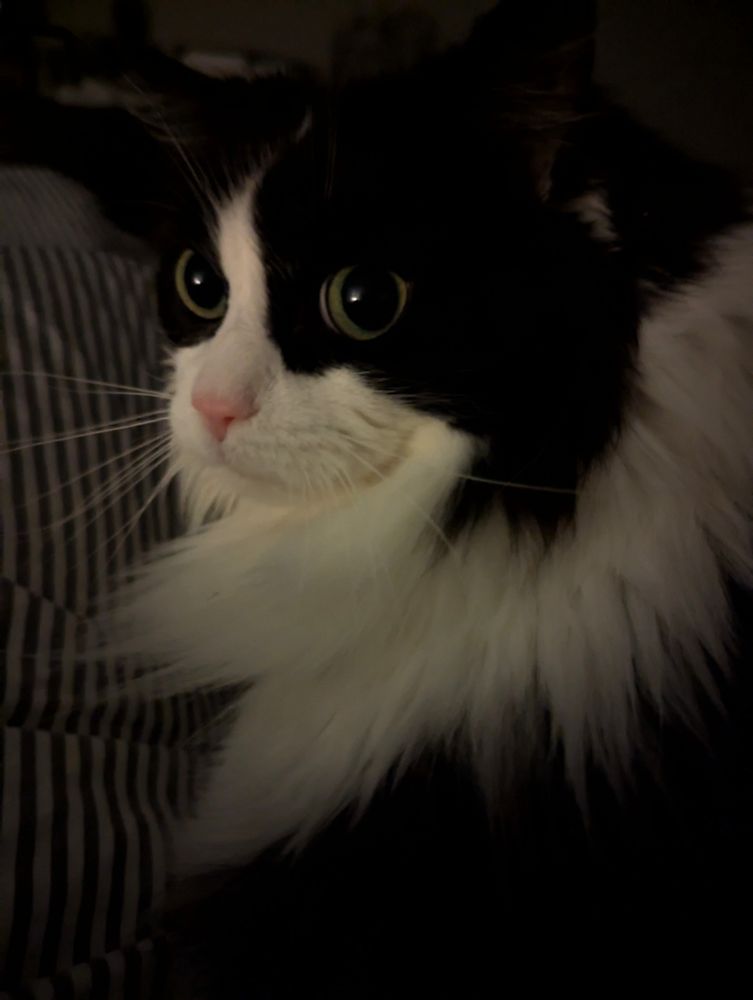 A black and white long haired tuxedo cat looks over her shoulder at the camera. 