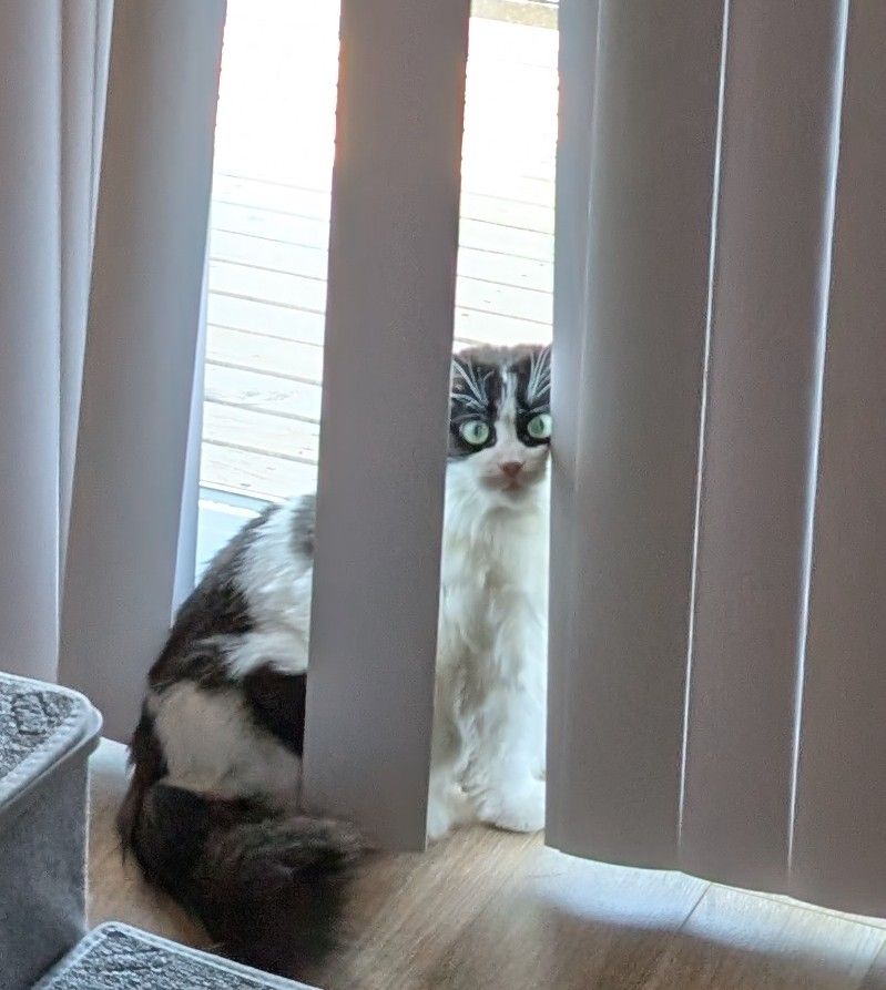 A black and white long hair tuxedo cat sits behind several slats of vertical blinds on a set of patio doors. The sun is making her pupils small and you can't see her ears so her face looks strange. 