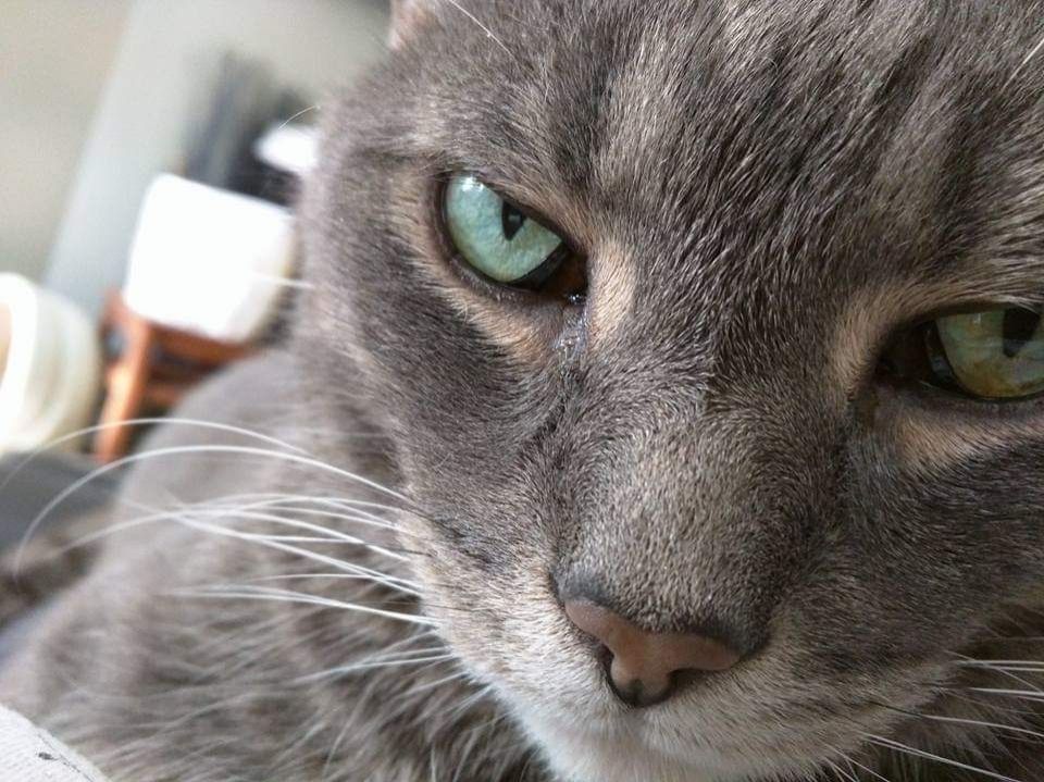 A closeup of thr face of a grey tabby cat with a white chin, a pinkish brown nose, and turquoise eyes.