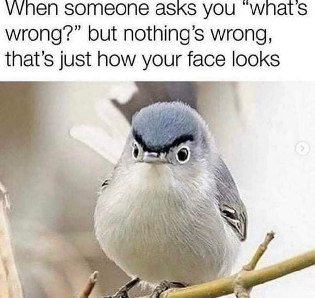 A grumpy looking blue black and white bird sitting on a branch. Caption reads When someone asks you "what's wrong?" but nothing's wrong, that's just how your face looks.