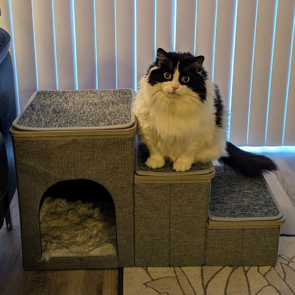 A black and white long haired tuxedo cat sits on the second of three pet steps leading up to a couch arm. 