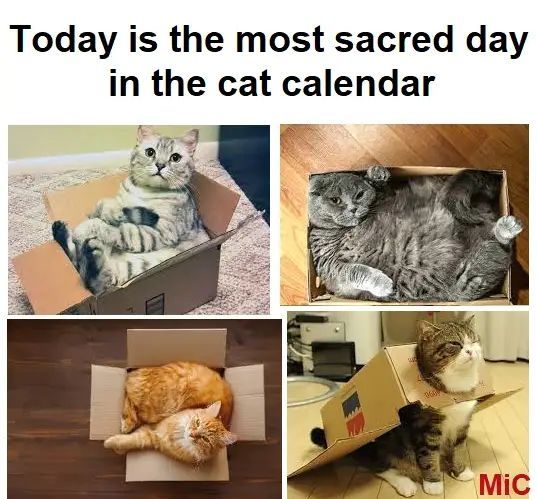 Today is the most sacred day in the cat calendar

With 4 photos of cats in boxes. 