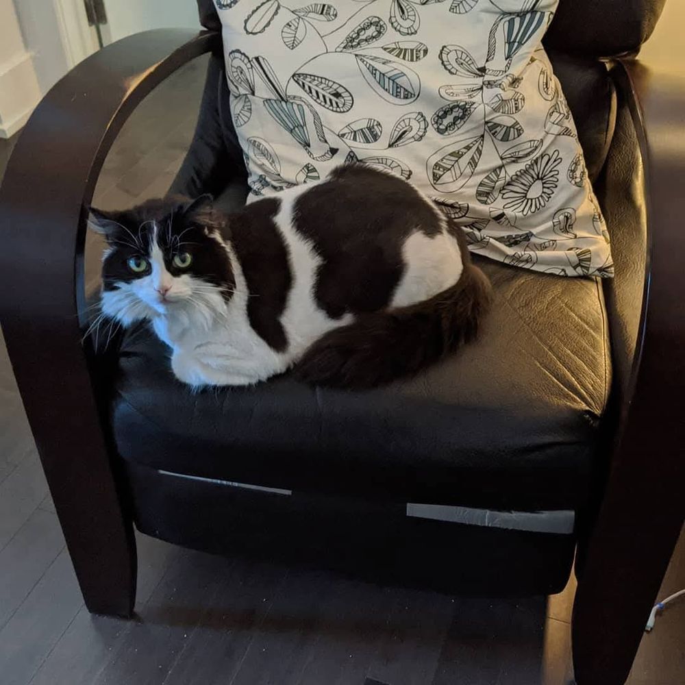 A black and white long hair tuxedo cat with her body fur clipped very short sits in a dark brown leather chair with wood handles. There's a white pillow with a blue and black paisley pattern on it and duct tape on the side of the chair 
