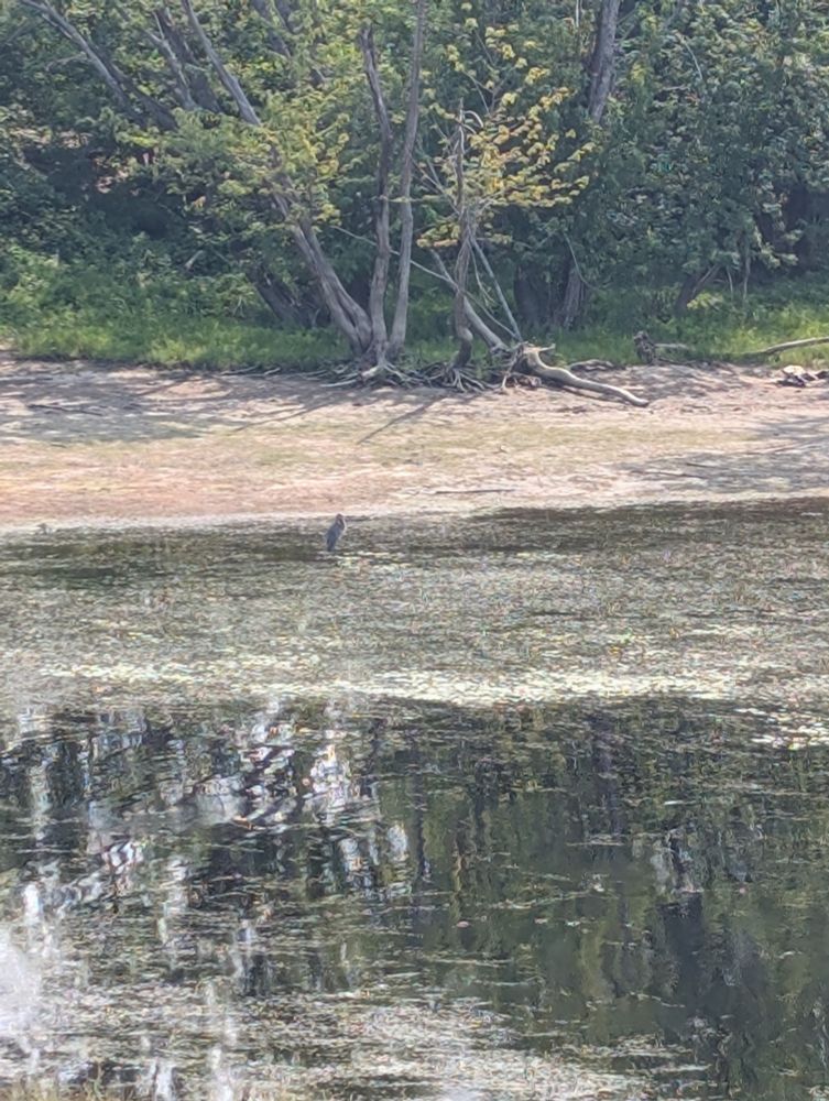 A heron (I think?) near the northern shore of the Wolastoq River. 