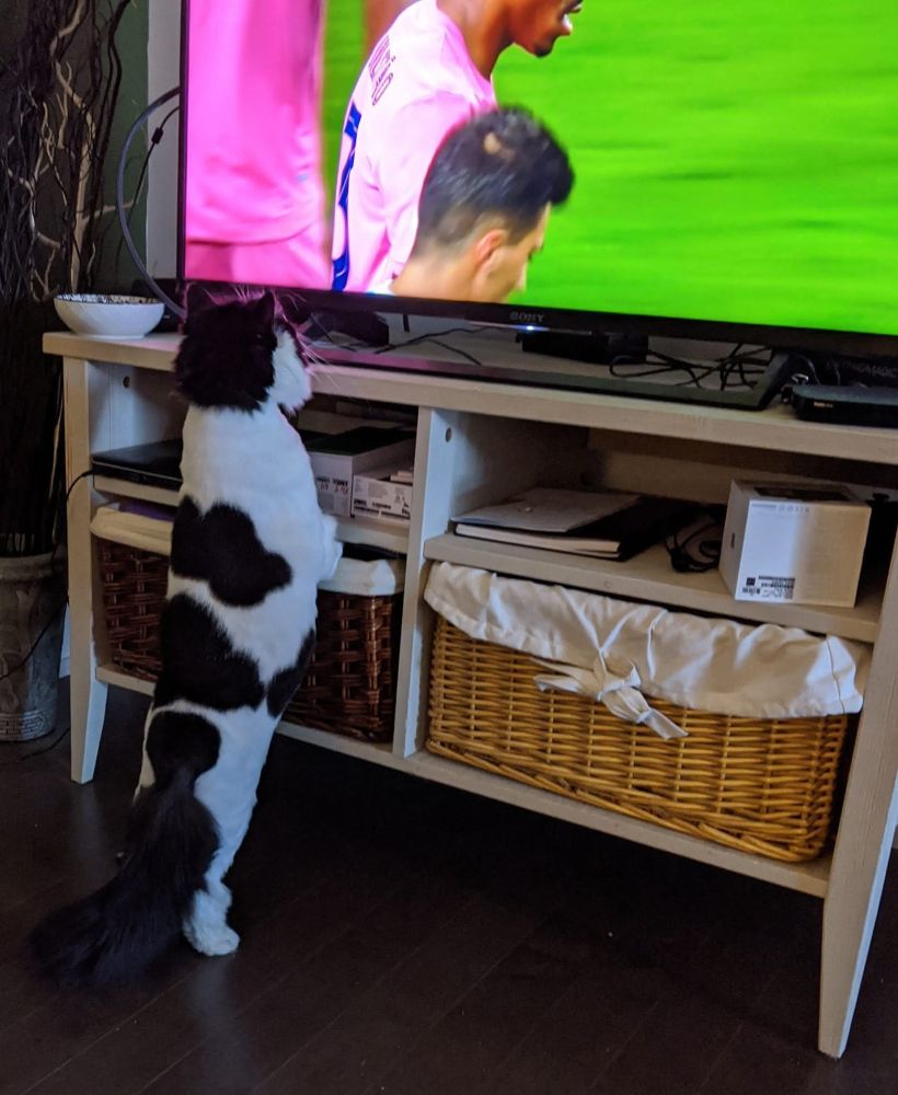 A black and white long hair tuxedo cat with her body fur clipped very short stands in front of a tv, intently watching a soccer game
