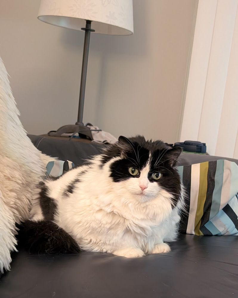 A black and white long hair tuxedo cat sits on a blue leather sofa next to a striped pillow. She looks irritated and disappointed. 