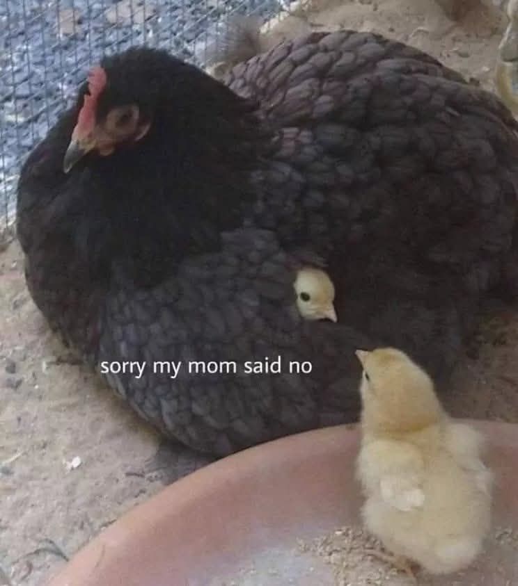 A puffy black chicken is sitting on the ground. Just the head of a small yellow chick can be seen poking out of the side of her feathers. Another chick is on a dish facing the first chick.

The chick buried in feathers says "sorry my mom said no" 