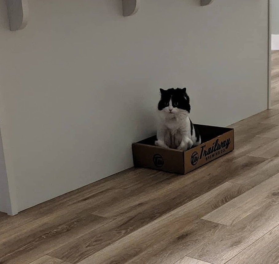 A black and white long hair tuxedo cat with her body fur clipped quite short sits in a Trailway beer box on an otherwise empty floor near the kitchen island 