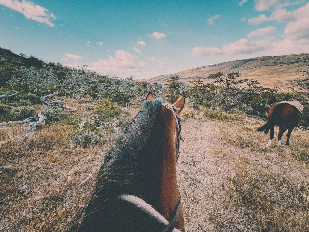 riding a horse through a field in Patagonia, another horse in the frame