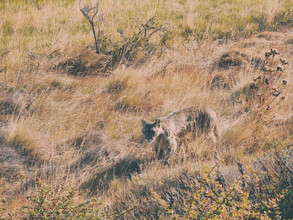 a puma in a grassy field