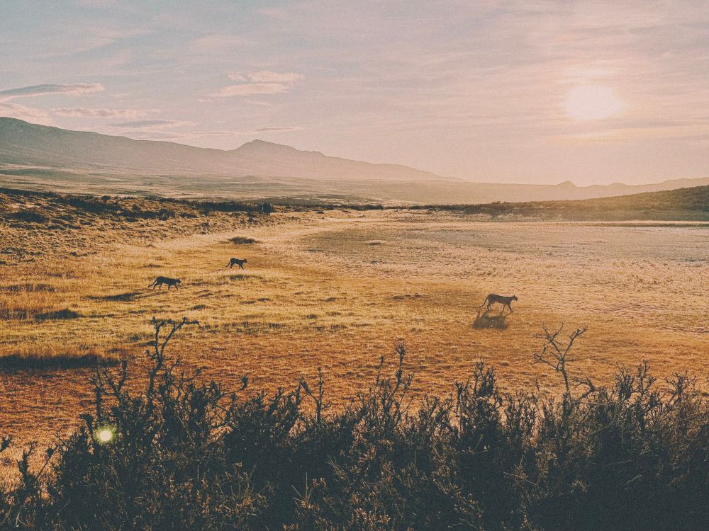 three pumas walking across a golden field