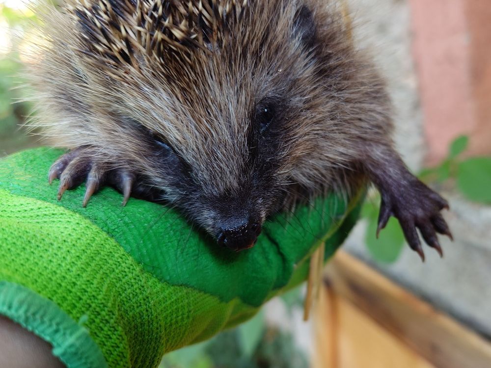 Kleiner Igel auf der Hand gehalten